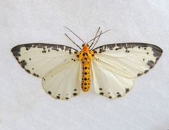 Abraxas incolorata