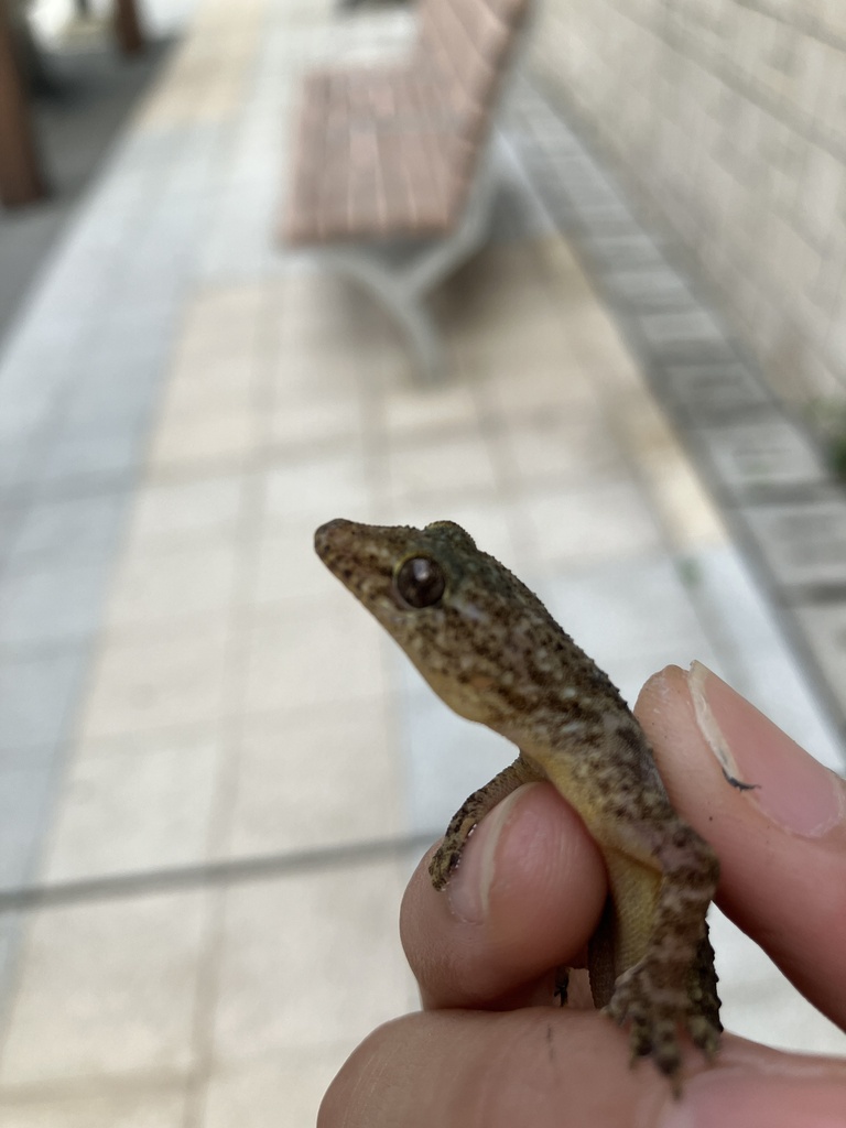 Brooke's House Gecko