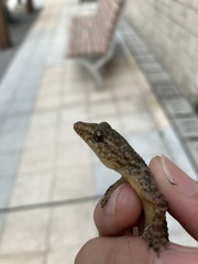 Brook's House Gecko photo 3