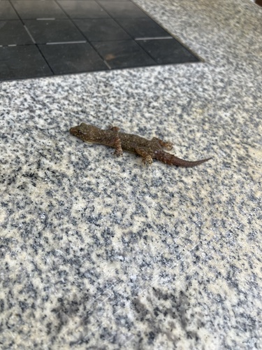Brook's House Gecko, Hemidactylus guineensis