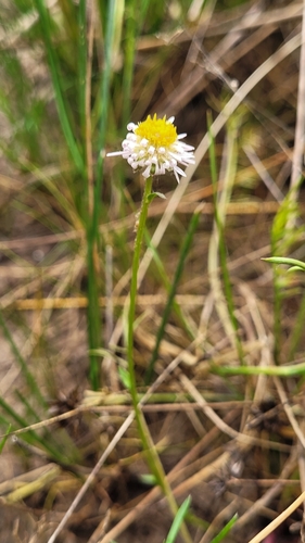 cut-leaved burr daisy (Calotis anthemoides)