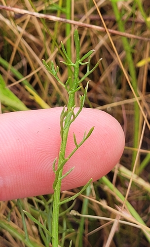 Image of Calotis anthemoides by (c) Eamonn Culhane, some rights reserved (CC BY)