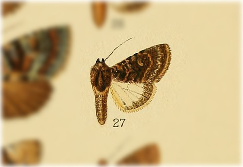 Speocropia chromatica