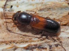 Corticeus fasciatus