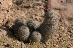Oreocereus hempelianus
