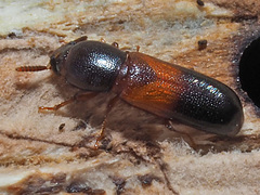 Corticeus fasciatus