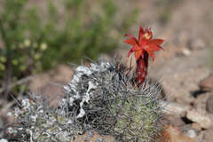 Oreocereus hempelianus