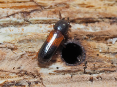 Corticeus fasciatus