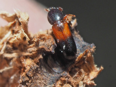 Corticeus fasciatus