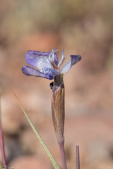 Mastigostyla cyrtophylla
