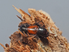 Corticeus fasciatus