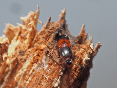 Corticeus fasciatus