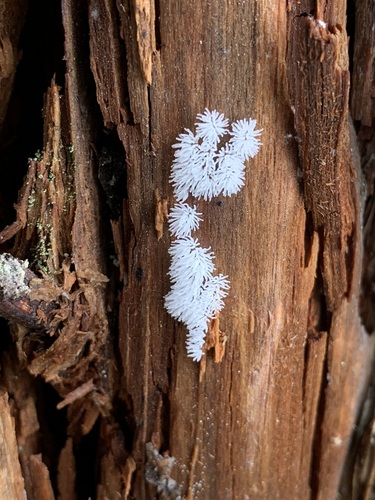 Common Coral Slime