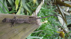 Anolis mariarum