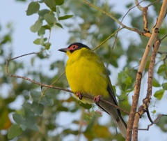 Australasian Figbird photo 1
