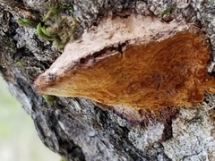 Phellinus pomaceoides