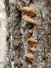 Phellinus pomaceoides