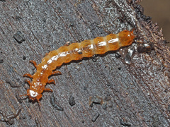 Cucujus cinnaberinus