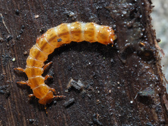 Cucujus cinnaberinus