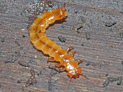 Cucujus cinnaberinus