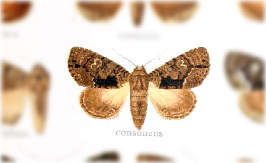 Cropia consonens