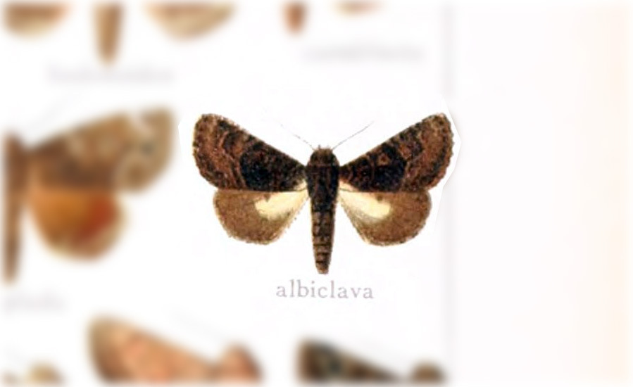 Cropia albiclava