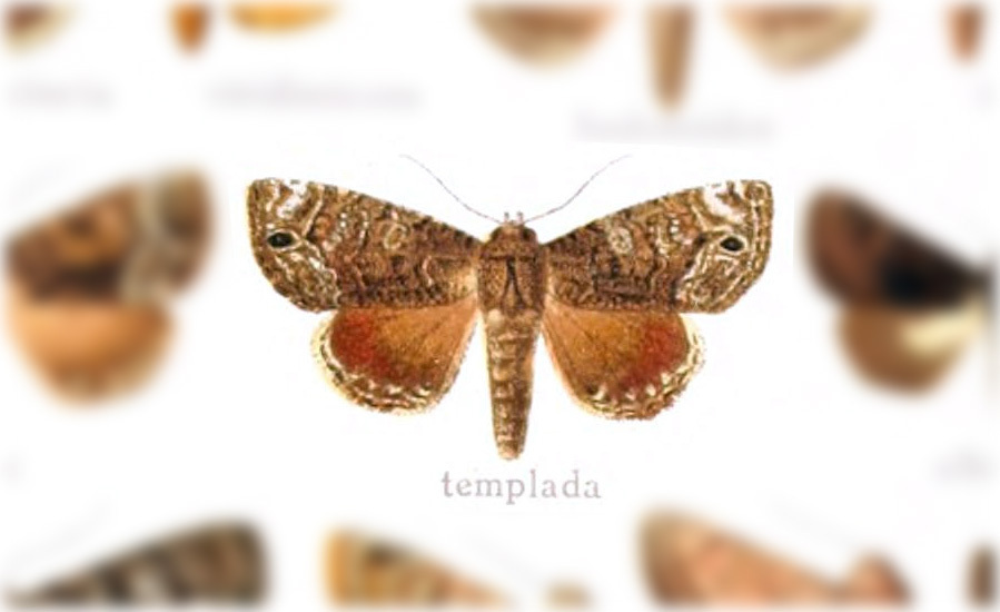 Cropia connecta