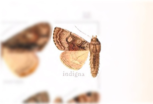 Cropia indigna