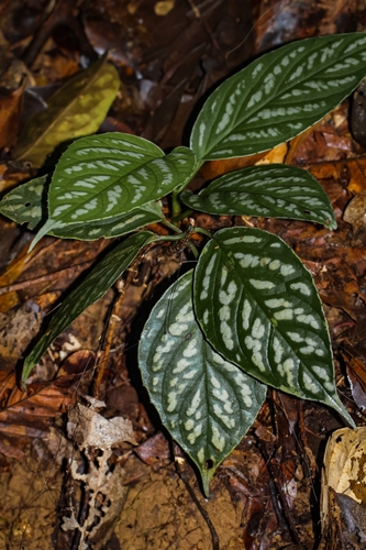 Kadsura borneensis