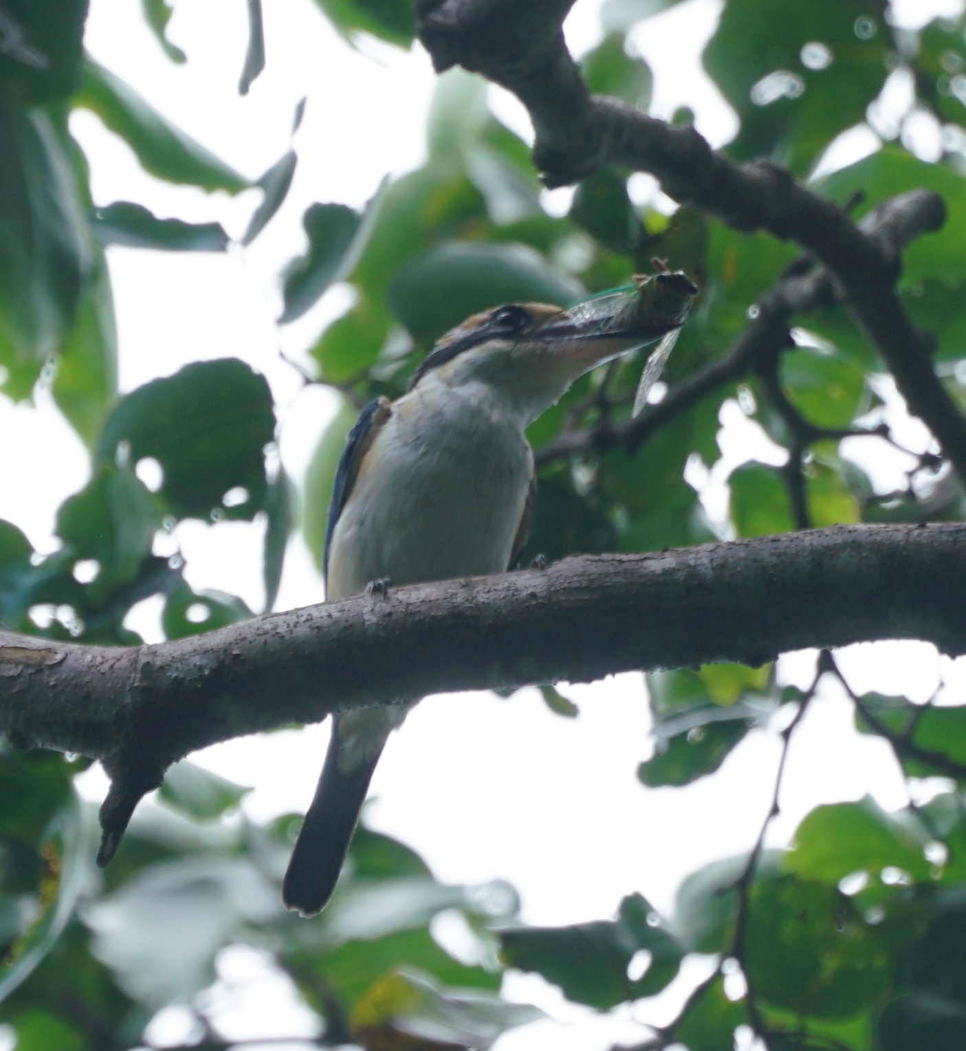 Pacific Kingfisher (Todiramphus sacer)