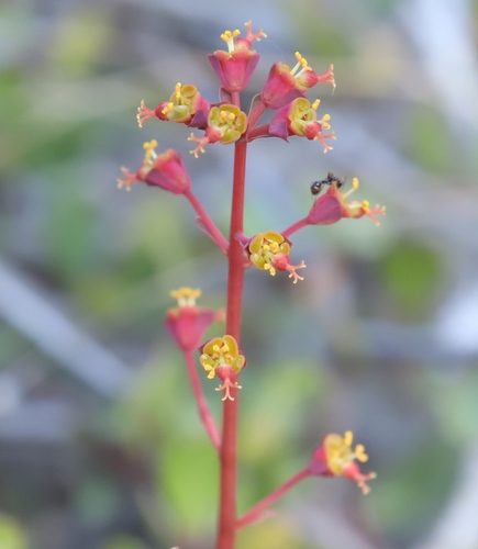 Euphorbia dimorphocaulon