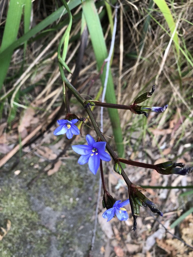 Blue cornlily from Field of Mars Reserve, East Ryde, NSW, AU on