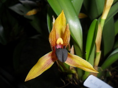 Maxillariinae