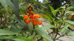 Elleanthus aurantiacus