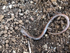 Batrachoseps major major