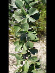 Fouquieriaceae