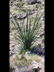 Fouquieriaceae