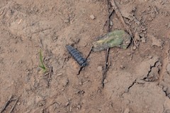 Hemilepistus fedtschenkoi