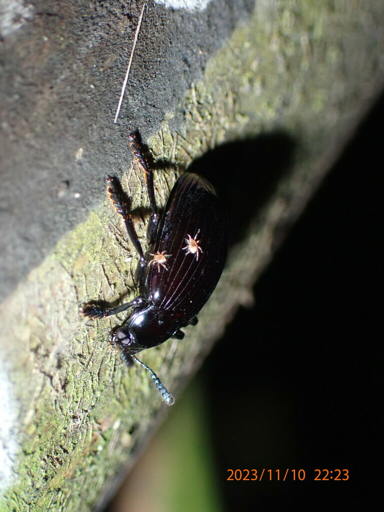 Darkling Beetles from Central Water Catchment, Singapore on November 10