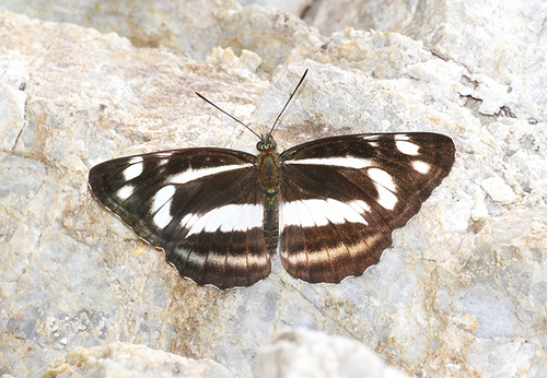 Neptis nycteus