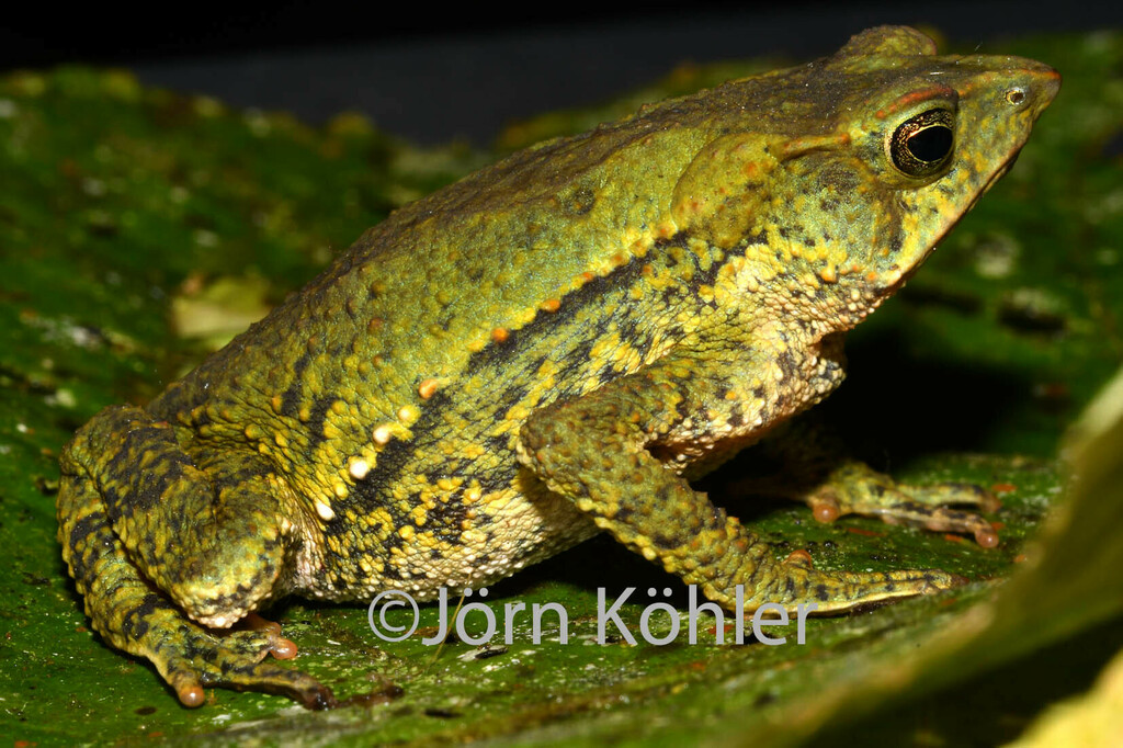 Chullachaki Beaked Toad