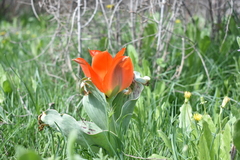 Tulipa greigii