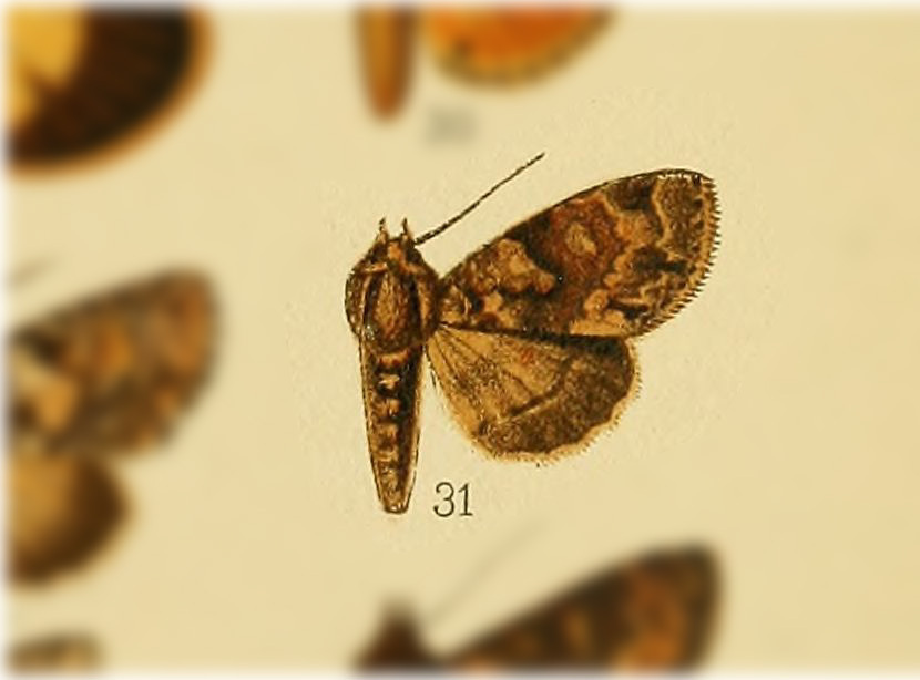 Cropia carnitincta