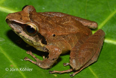 Huanuco Robber Frog photo 1