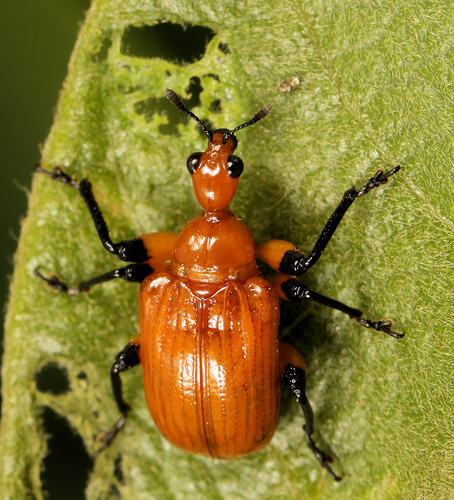 Parapoderus nigrotibialis · iNaturalist