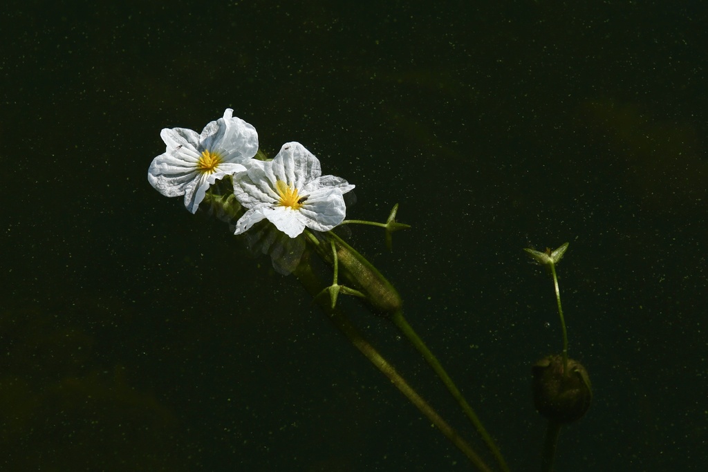 Ottelia acuminata (Ottelia acuminata)