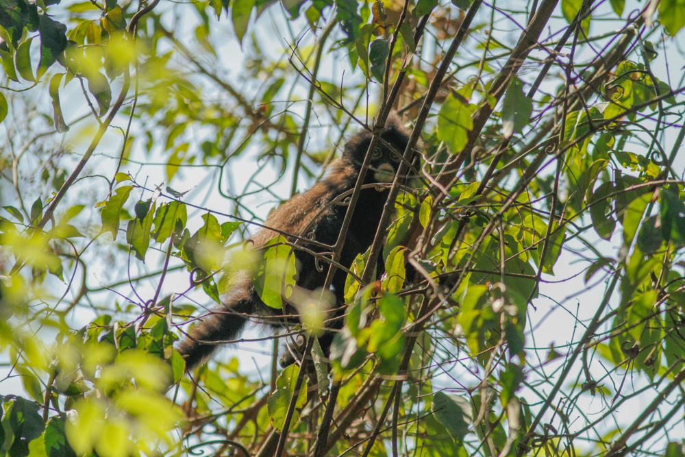 Robinson’s Banded Langur