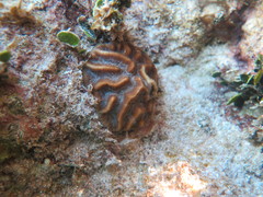 Colpophyllia natans