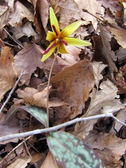 Erythronium umbilicatum