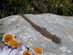 Takydromus formosanus